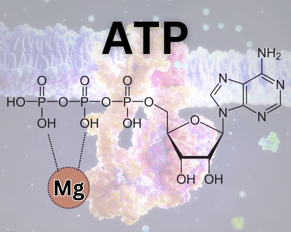Magnesium play a role in ATP production and function