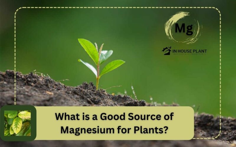 the best Sources of Magnesium for Plants