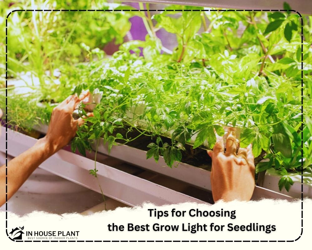 Tips for Choosing the Best Grow Light for Seedlings