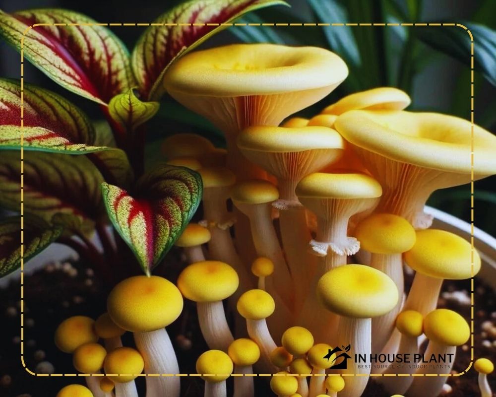 Yellow Mushrooms can Grow in the soil of Houseplants