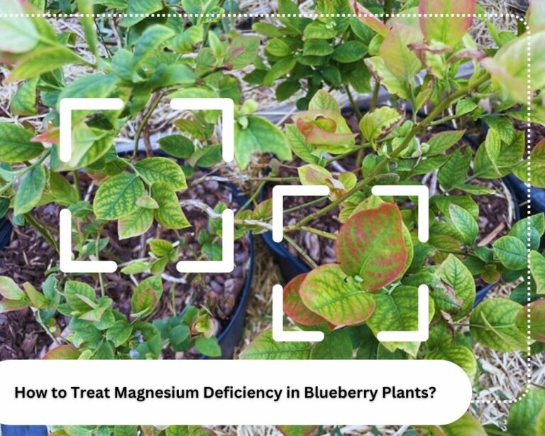 Magnesium Deficiency in Blueberry Plants and its Treatment