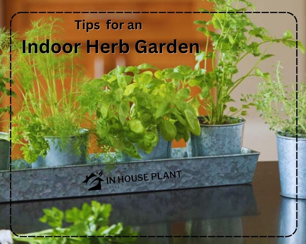 Golden Tips for an Indoor Herb Garden