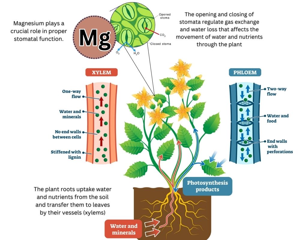 Magnesium by controlling the function of stomata play a critical role in Nutrient uptake and transport