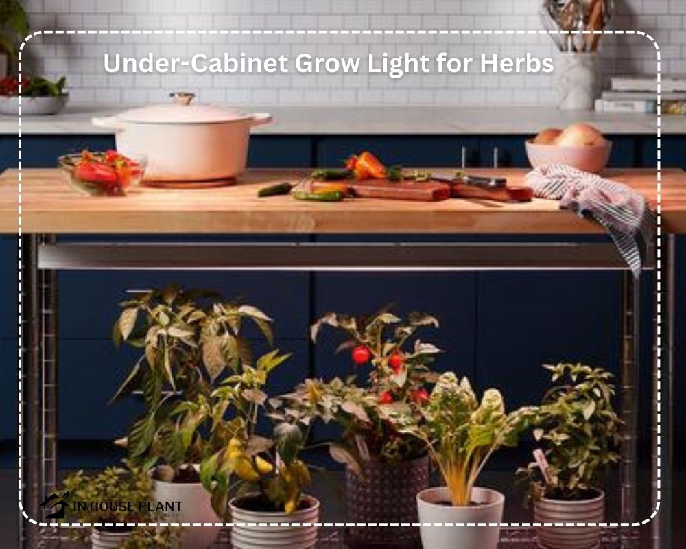 Under-Cabinet Grow can be ideal for growing herbs in low light places