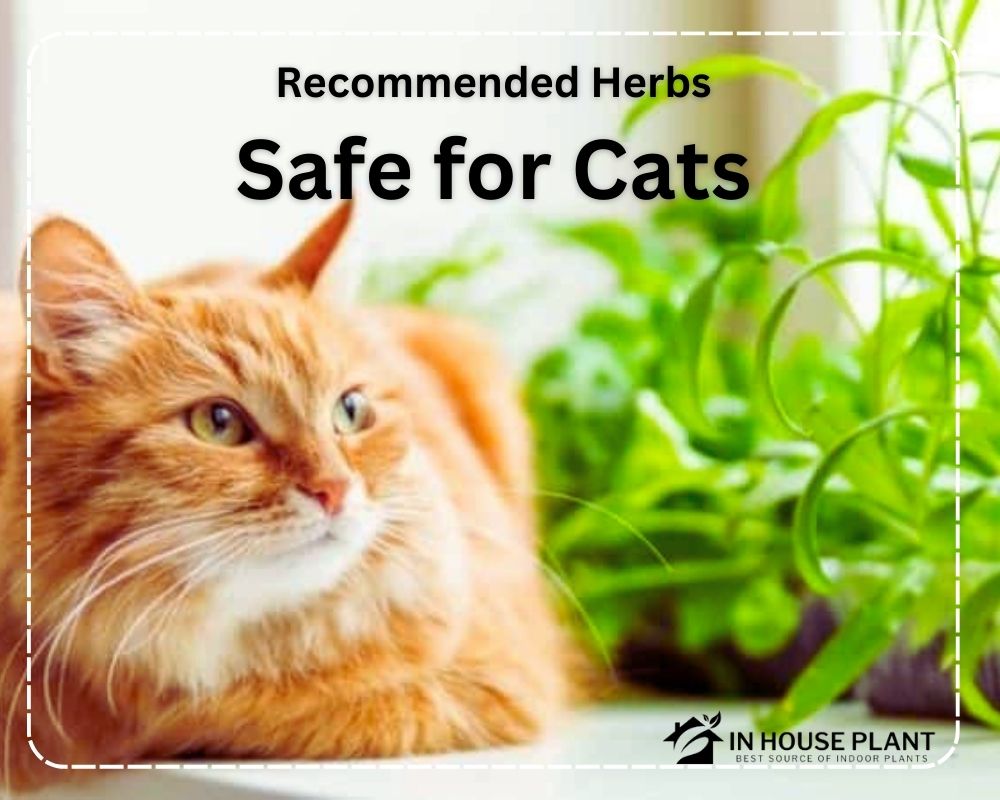 Recommended Herbs Safe for Cats