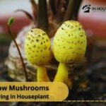 Yellow Mushrooms Growing in Houseplant