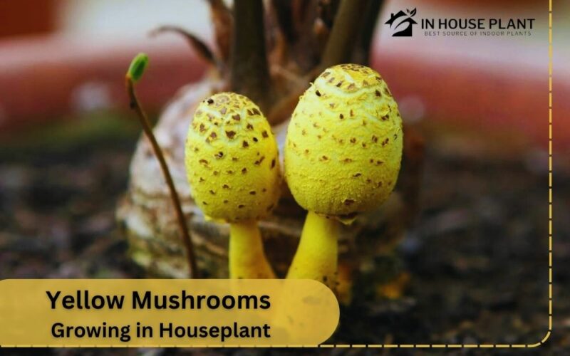Yellow Mushrooms Growing in Houseplant + Best Reviewed Ways to Get Rid of them