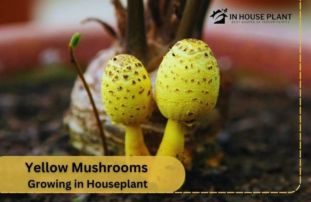 Yellow Mushrooms Growing in Houseplant + Best Reviewed Ways to Get Rid