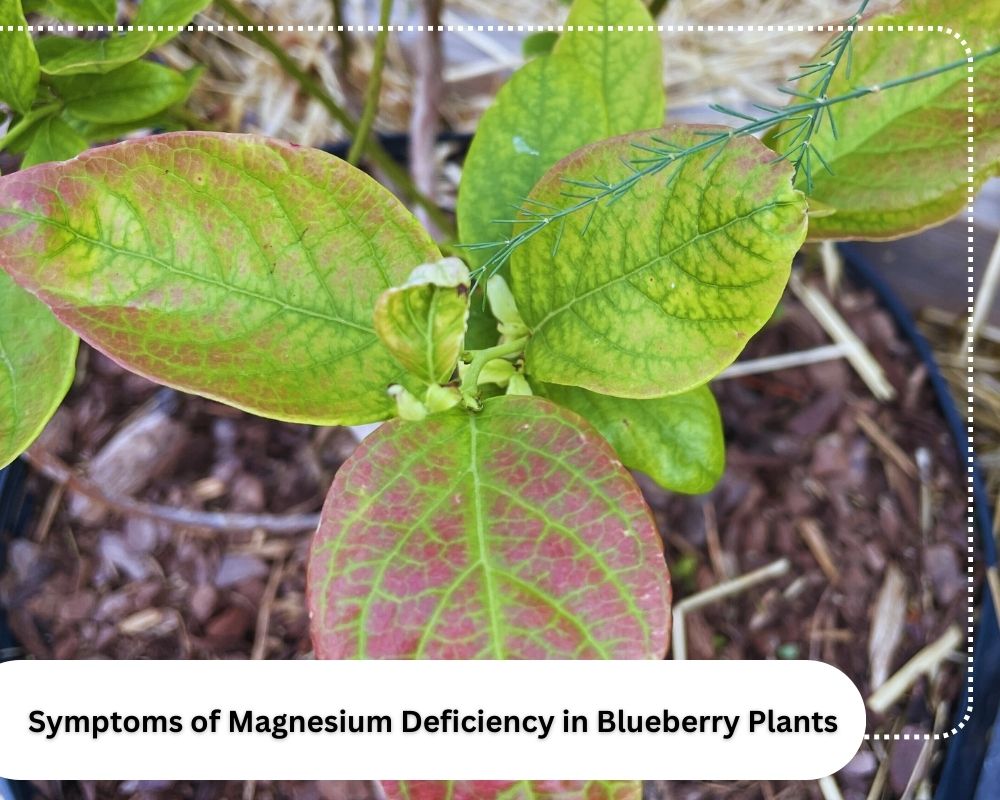Symptoms of Magnesium Deficiency in Blueberry Plants