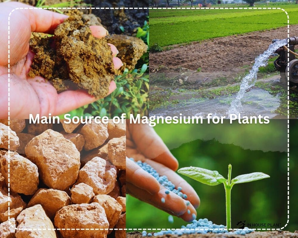 Four Primary Sources of Magnesium for Plants