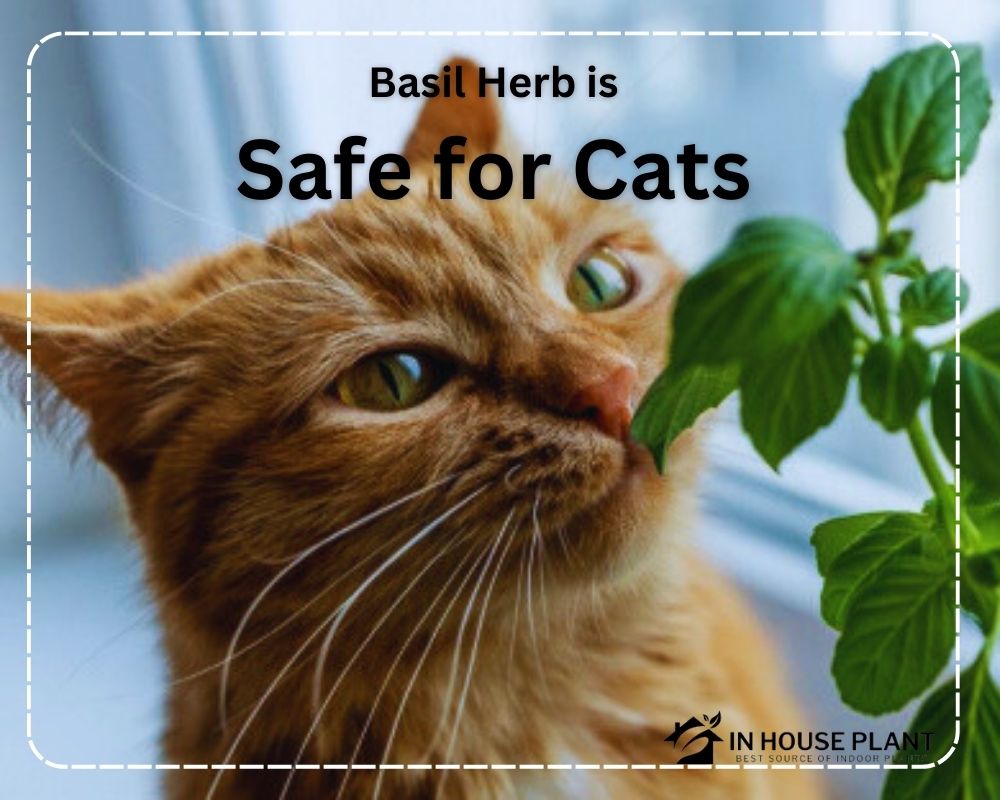 Basil is a Safe herb for Cats in indoor herb gardens