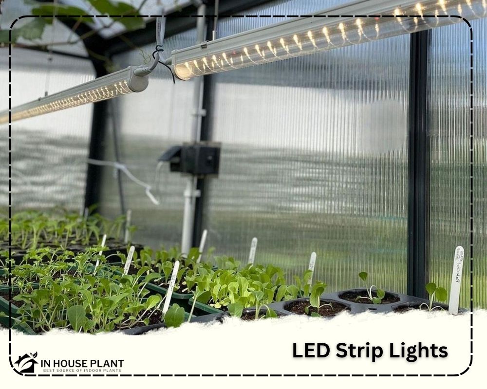 LED Strip Lights can work well as grow lights