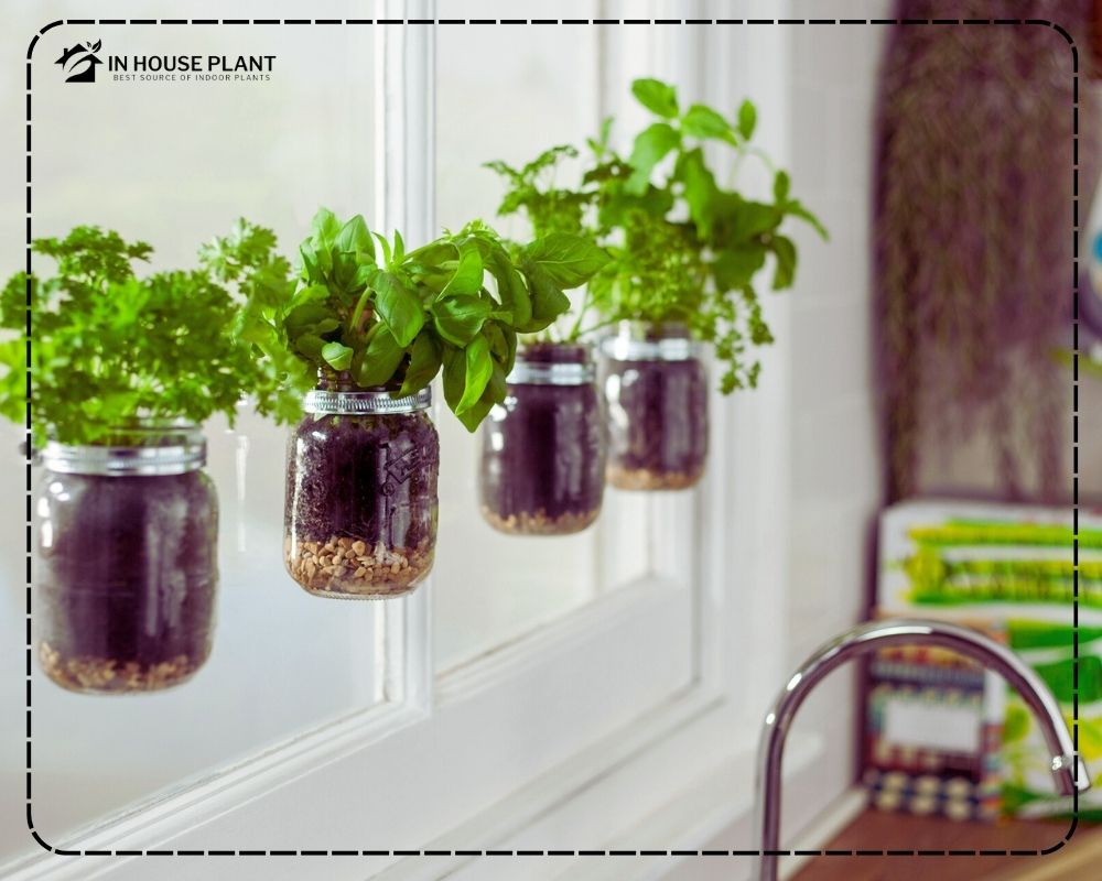 Best Indoor Herb Garden Ideas for Different Places in my House