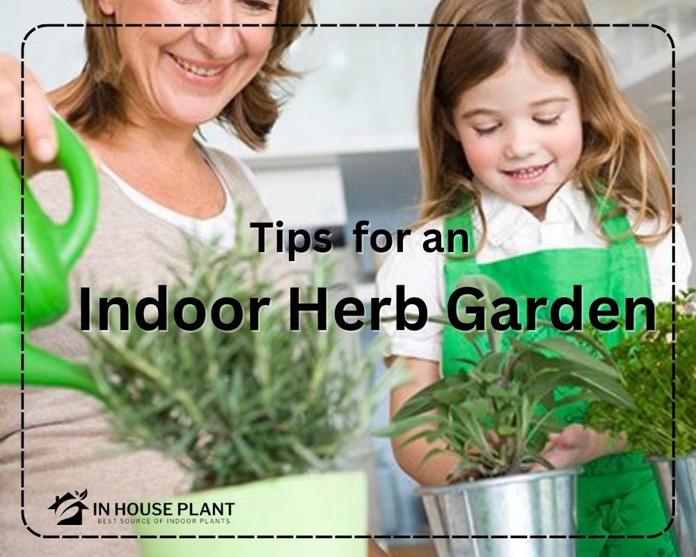 Tips for creating an Indoor Herb Garden