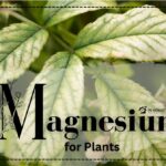 What Is Magnesium for Plants?