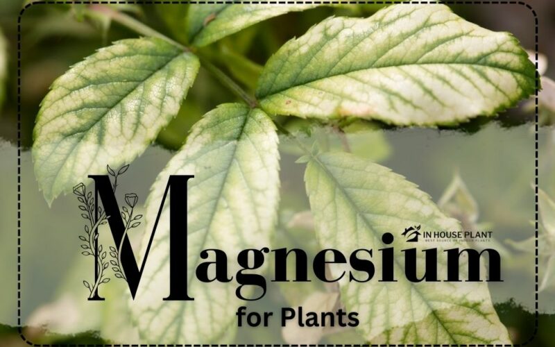 What Is Magnesium for Plants?