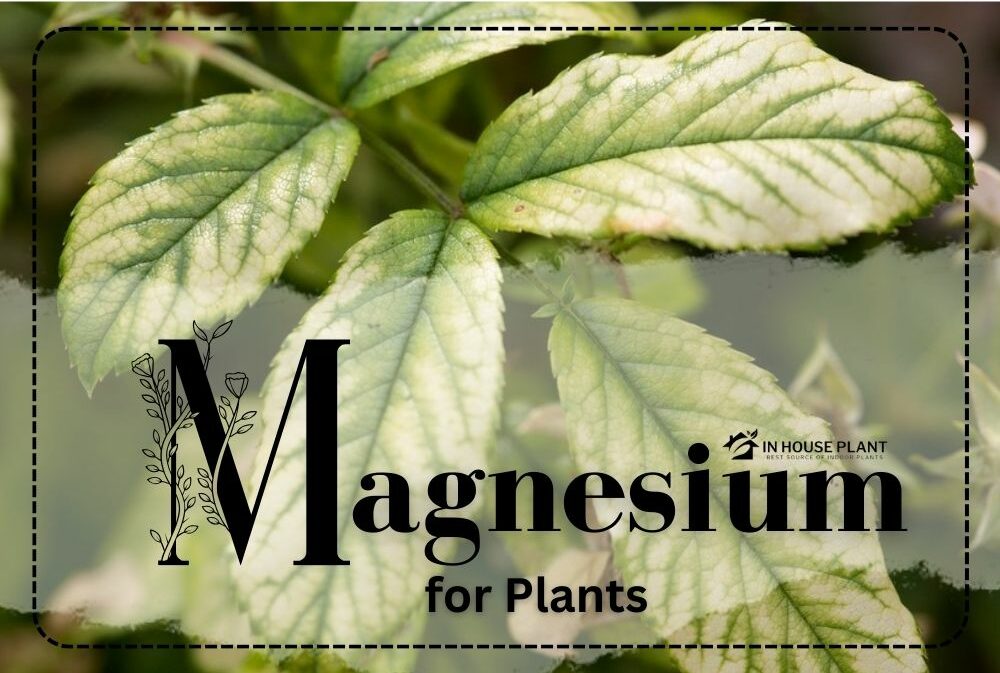 What Is Magnesium for Plants and Why Is it Important? InHousePlant