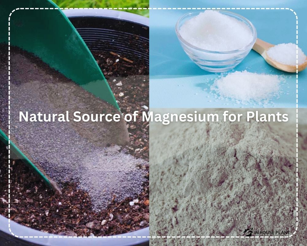 Natural Sources of Magnesium for Plants