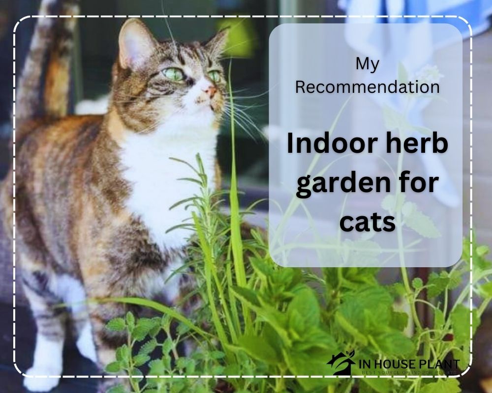 Pro tips for an indoor herb garden for cats