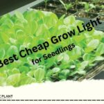 Best Cheap Grow Light for Seedlings