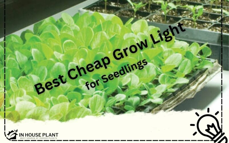 Best Cheap Grow Light for Seedlings
