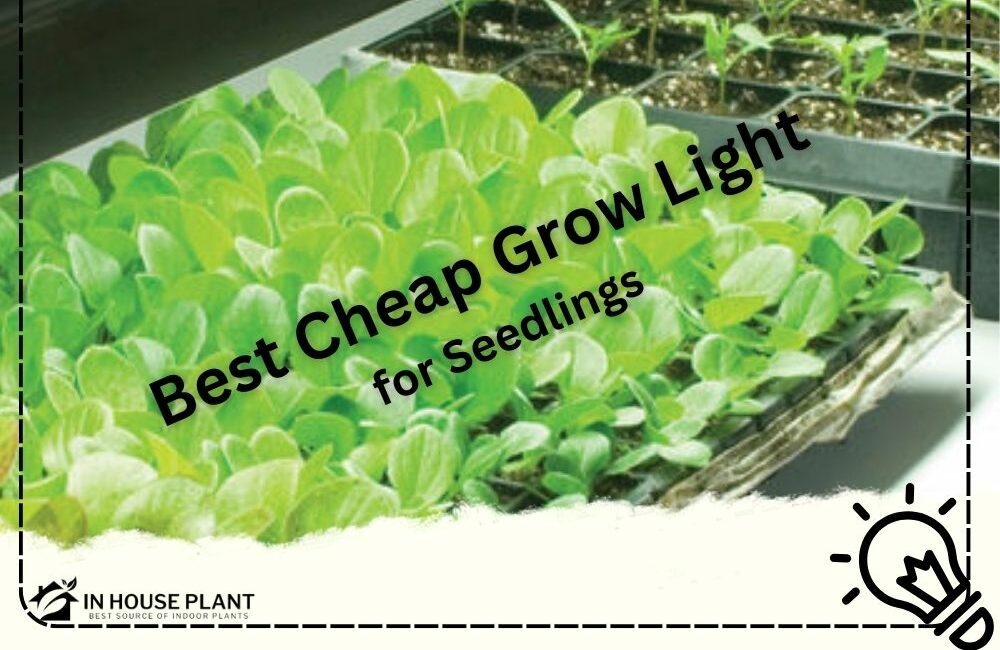 Best Cheap Grow Light for Seedlings Tested and Reviewed InHousePlant Your Ultimate Guide to