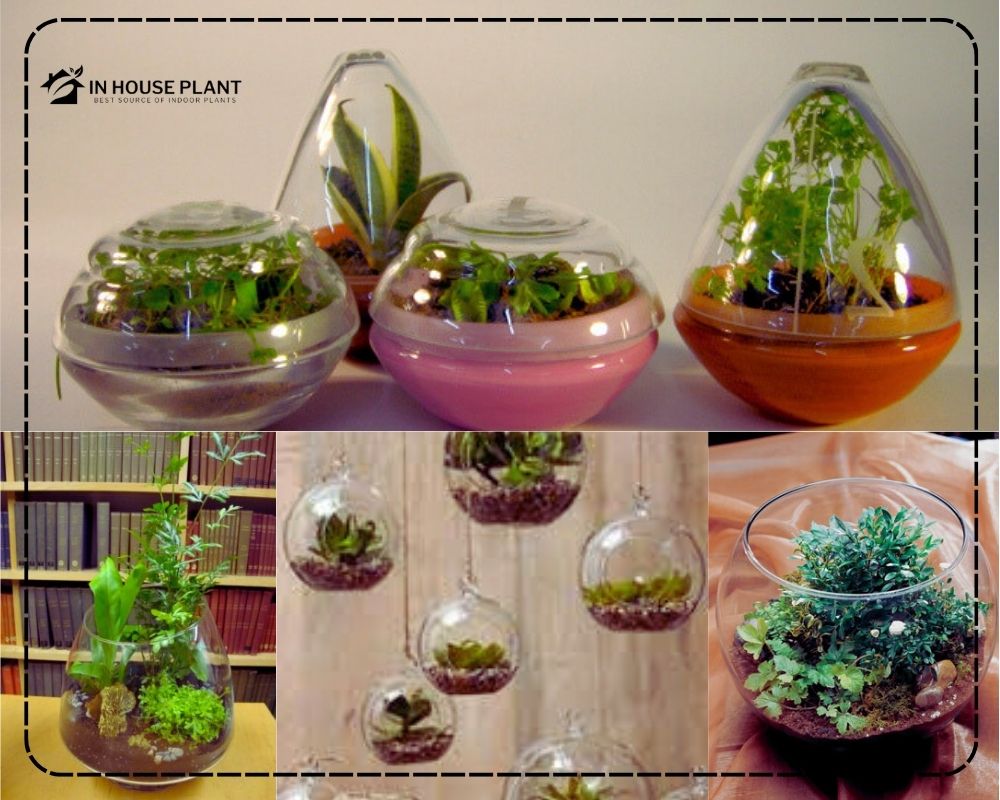 Herb Terrariums ideas