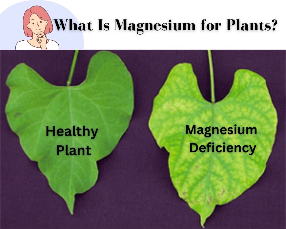  Magnesium for Plants is an crucial iron