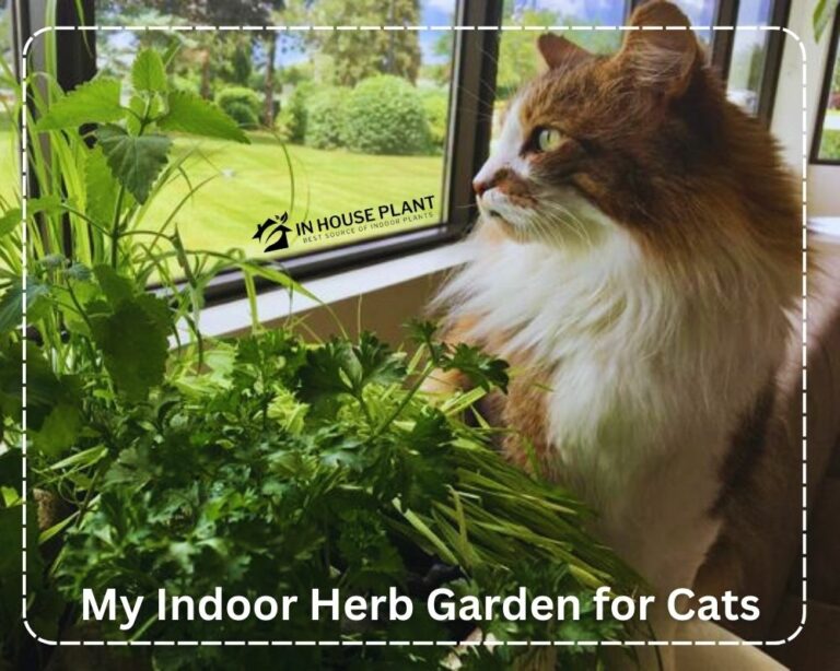 DIY Indoor Herb Garden for Cats + Best Tested Cat Safe Herbs ...