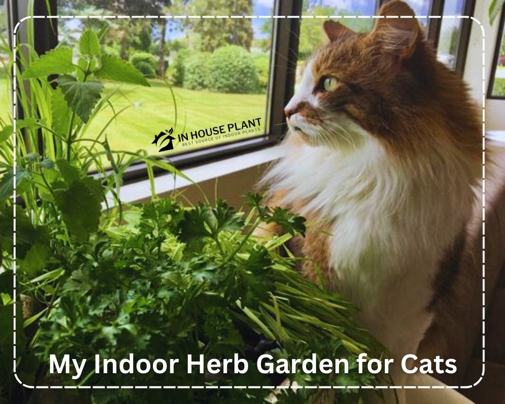 Creating an Indoor Herb Garden for Cats