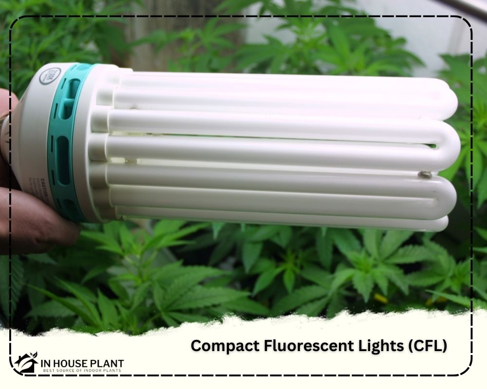 Compact Fluorescent Lights CFL for plants