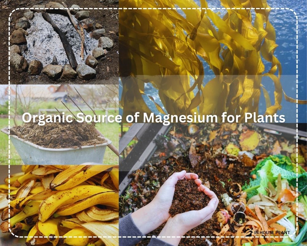 Organic Sources of Magnesium for Plants