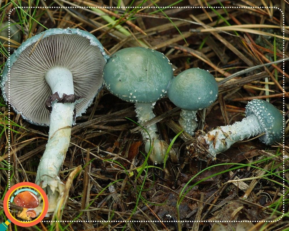 Stropharia aeruginosa is a green mushroom