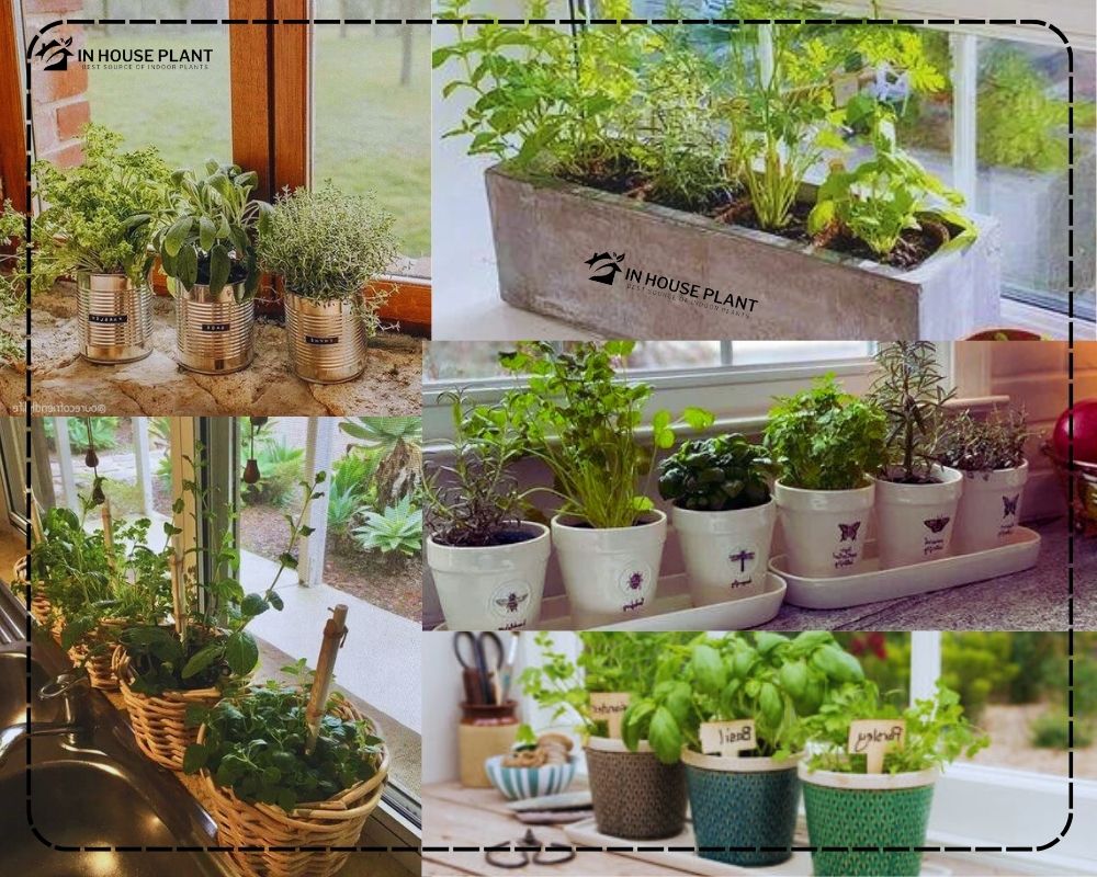 Windowsill Herb Garden Ideas for an Indoor Herb Garden