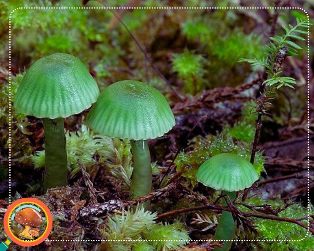Gliophorus viridis is a green mushroom