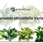 Peperomia obtusifolia Varieties
