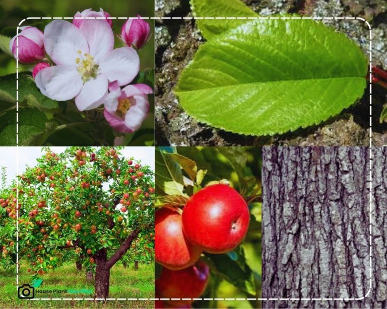 Identify Fruit Trees by Picture and an Approved Tool - InHousePlant ...