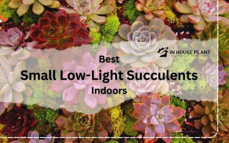 6 Best Small Low-Light Succulents Indoors + Caring Points