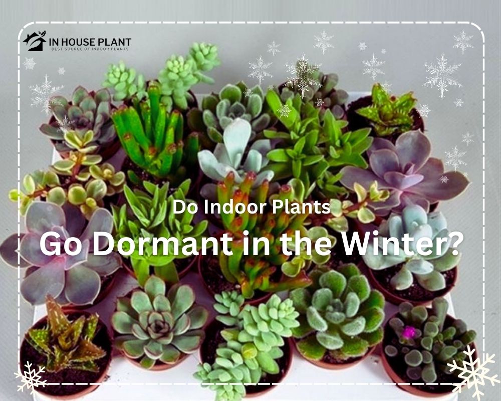 Do Indoor Plants Go Dormant in the Winter?