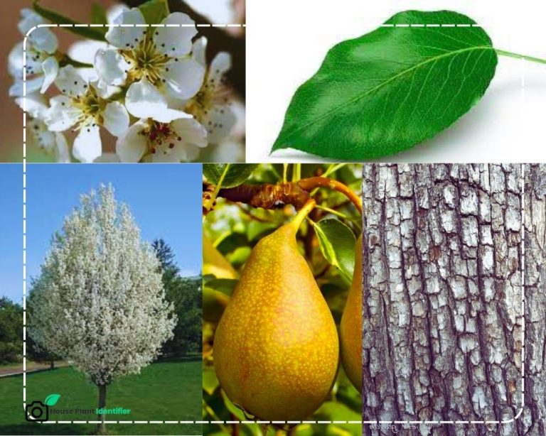 Identify Fruit Trees by Picture and an Approved Tool - InHousePlant ...