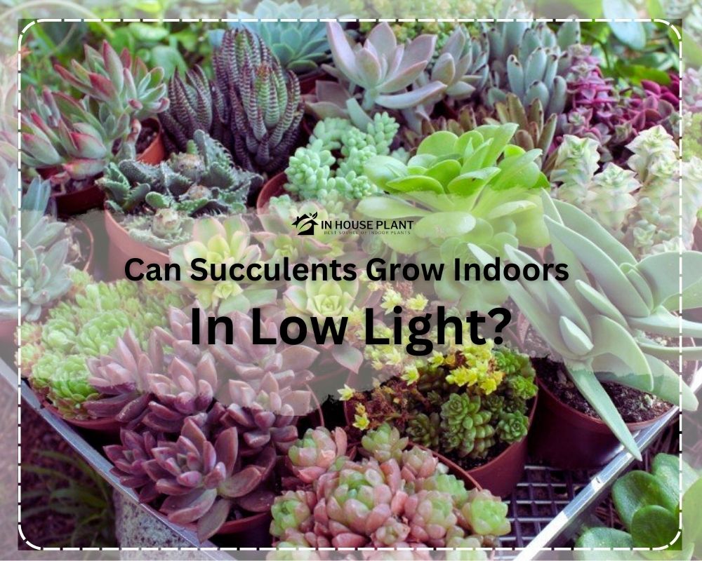 Can Succulents Grow Indoors in Low Light?