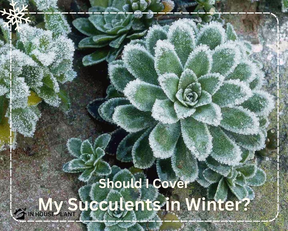 Covering Succulents in Winter