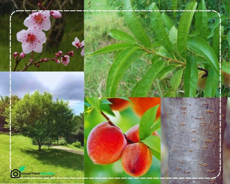 Identify Fruit Trees by Picture and an Approved Tool - InHousePlant ...
