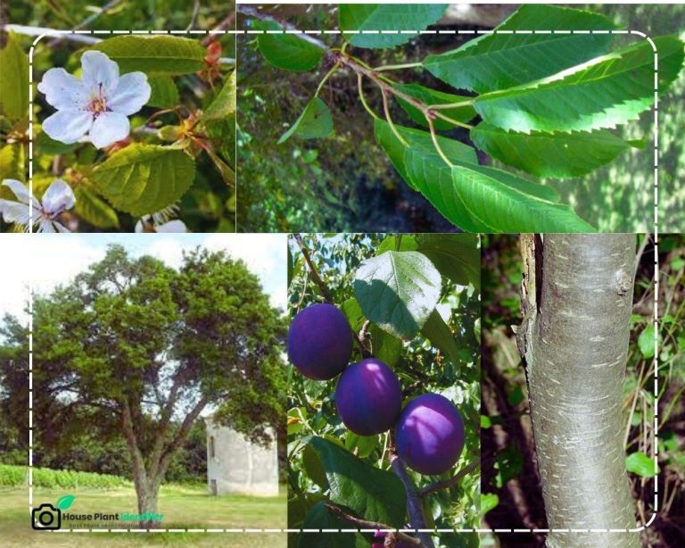 Identify Fruit Trees by Picture and an Approved Tool - InHousePlant ...