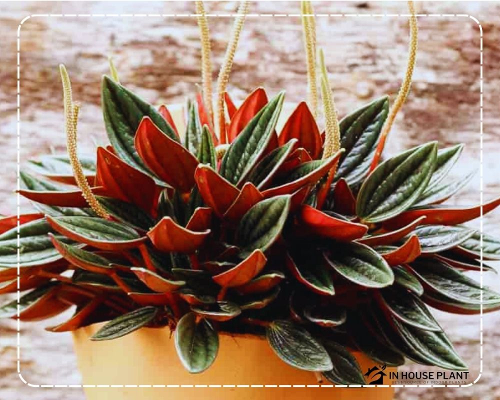 Peperomia Rosso is one of the types of Peperomia caperata 