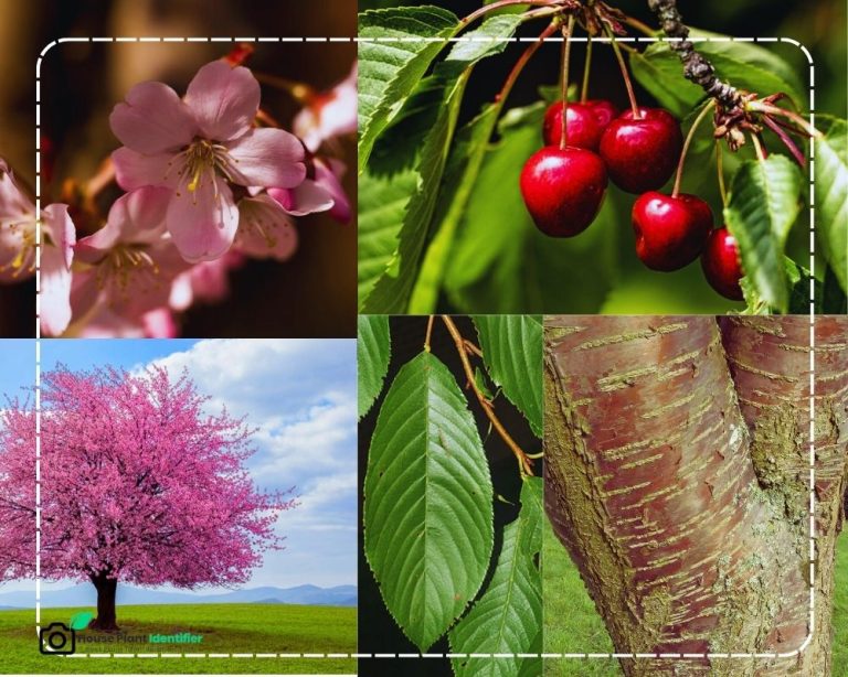 Identify Fruit Trees by Picture and an Approved Tool - InHousePlant ...