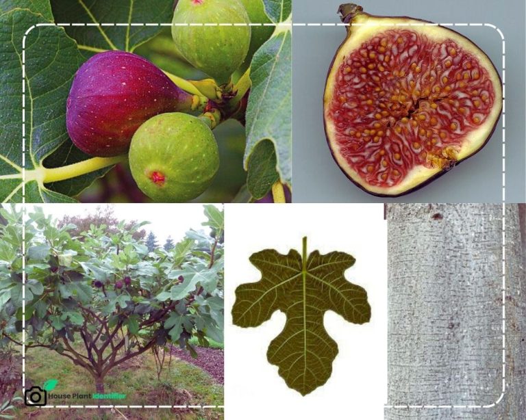 Identify Fruit Trees by Picture and an Approved Tool - InHousePlant ...