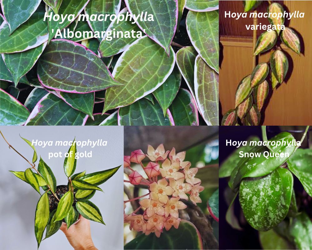 Hoya macrophylla with its four varieties