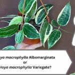 Hoya macrophylla Albomarginata VS Variegate