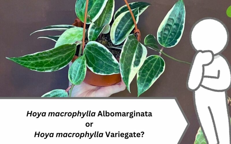 Hoya macrophylla Albomarginata VS Variegate